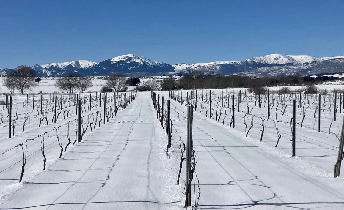 Elevando el sabor: Viñedos de Montaña