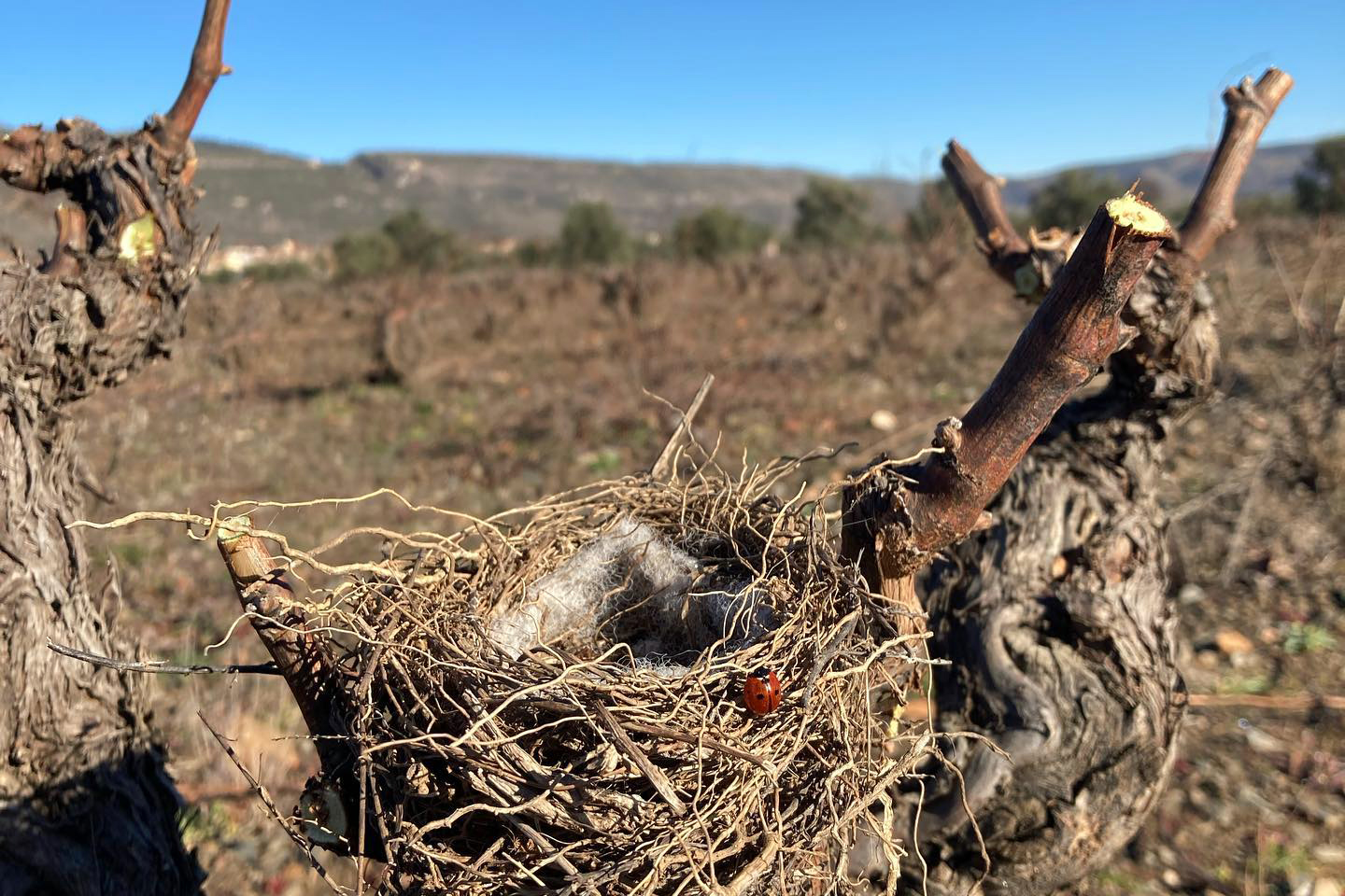 Cultivo Sostenible de Viña Bardela en la Sierra de Madrid: Un Vínculo Armonioso con la Tierra